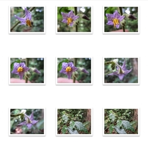 Solanum magnifolium at suppressed - suppressed