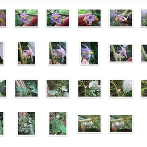 Solanum magnifolium at suppressed - suppressed