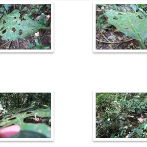 Solanum magnifolium at suppressed - suppressed