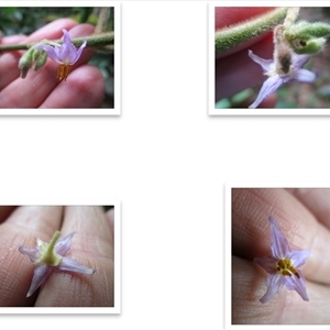 Solanum magnifolium at suppressed - suppressed