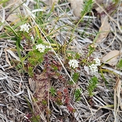 Asperula conferta at Whitlam, ACT - 28 Sep 2024