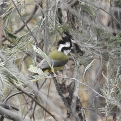 Falcunculus frontatus (Eastern Shrike-tit) at Booth, ACT - 29 Sep 2024 by HelenCross