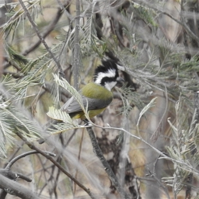 Falcunculus frontatus (Eastern Shrike-tit) at Booth, ACT - 29 Sep 2024 by HelenCross