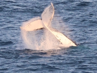 Megaptera novaeangliae (Humpback Whale) at Guerilla Bay, NSW - 28 Sep 2024 by LisaH