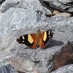 Vanessa itea (Yellow Admiral) at Mount Clear, ACT - 29 Sep 2024 by HelenCross