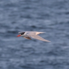 Hydroprogne caspia (Caspian Tern) at Guerilla Bay, NSW - 28 Sep 2024 by LisaH