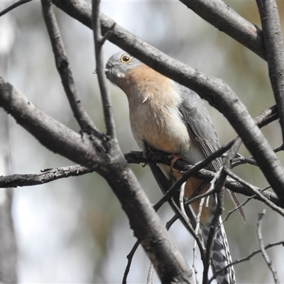 Cacomantis flabelliformis (Fan-tailed Cuckoo) at Mount Clear, ACT - 29 Sep 2024 by HelenCross