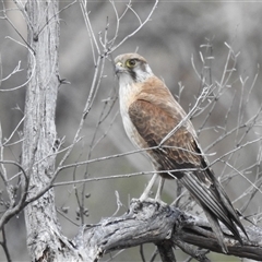 Falco berigora (Brown Falcon) at Booth, ACT - 29 Sep 2024 by HelenCross