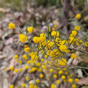 Acacia brownii at Bombay, NSW - 27 Sep 2024 03:11 PM