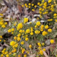 Acacia brownii at Bombay, NSW - 27 Sep 2024 03:11 PM