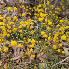 Acacia brownii at Bombay, NSW - 27 Sep 2024 03:11 PM