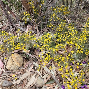 Acacia brownii at Bombay, NSW - 27 Sep 2024 03:11 PM