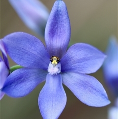 Thelymitra ixioides (Dotted Sun Orchid) at Moruya, NSW - 29 Sep 2024 by LisaH