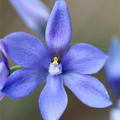 Thelymitra ixioides (Dotted Sun Orchid) at Moruya, NSW - 29 Sep 2024 by LisaH