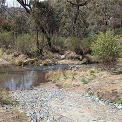 Gynatrix pulchella at Mount Clear, ACT - 29 Sep 2024