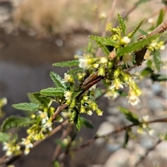 Gynatrix pulchella at Mount Clear, ACT - 29 Sep 2024