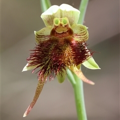 Calochilus paludosus (Strap Beard Orchid) at Moruya, NSW - 29 Sep 2024 by LisaH