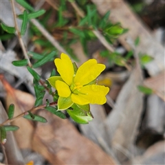 Hibbertia empetrifolia subsp. empetrifolia at Bombay, NSW - 27 Sep 2024 by MatthewFrawley