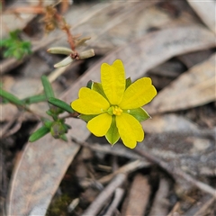 Hibbertia empetrifolia subsp. empetrifolia at Bombay, NSW - 27 Sep 2024 03:16 PM