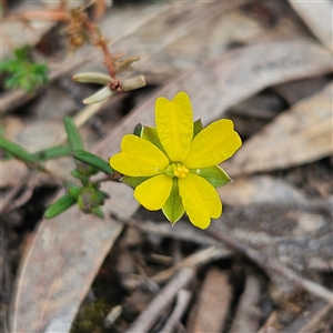 Hibbertia empetrifolia subsp. empetrifolia at Bombay, NSW - 27 Sep 2024 03:16 PM