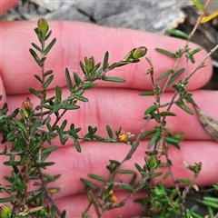 Hibbertia empetrifolia subsp. empetrifolia at Bombay, NSW - 27 Sep 2024 03:16 PM