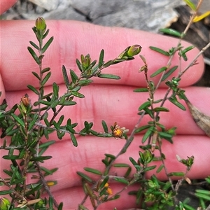 Hibbertia empetrifolia subsp. empetrifolia at Bombay, NSW - 27 Sep 2024 03:16 PM