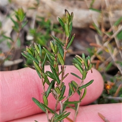 Hibbertia empetrifolia subsp. empetrifolia at Bombay, NSW - 27 Sep 2024 03:16 PM