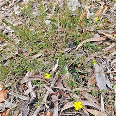 Hibbertia empetrifolia subsp. empetrifolia at Bombay, NSW - 27 Sep 2024 03:16 PM