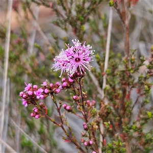 Kunzea parvifolia at Bombay, NSW - 27 Sep 2024