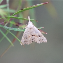 Trigonistis asthenopa (Tiny Snout) at Moruya, NSW - 29 Sep 2024 by LisaH