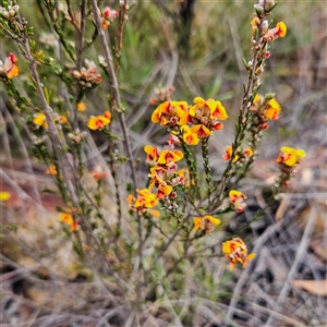 Dillwynia sericea at Bombay, NSW - 27 Sep 2024 03:18 PM