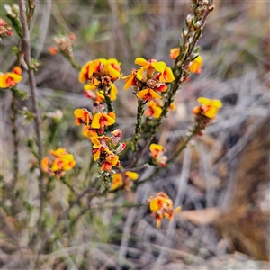 Dillwynia sericea at Bombay, NSW - 27 Sep 2024