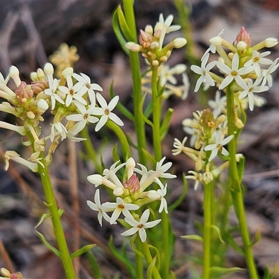 Stackhousia monogyna (Creamy Candles) at Bombay, NSW - 27 Sep 2024 by MatthewFrawley