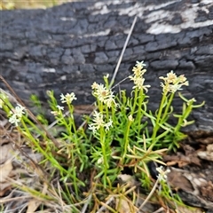 Stackhousia monogyna at Bombay, NSW - 27 Sep 2024 03:22 PM