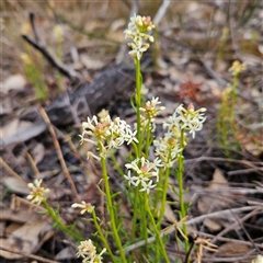 Stackhousia monogyna at Bombay, NSW - 27 Sep 2024 03:22 PM