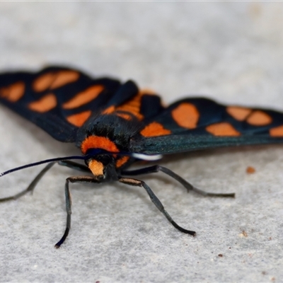 Amata nigriceps (A Handmaiden moth) at Moruya, NSW - 29 Sep 2024 by LisaH