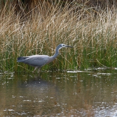 Egretta novaehollandiae (White-faced Heron) at Hume, ACT - 29 Sep 2024 by RodDeb