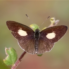 Candalides xanthospilos (Yellow-spotted Blue) at Moruya, NSW - 29 Sep 2024 by LisaH