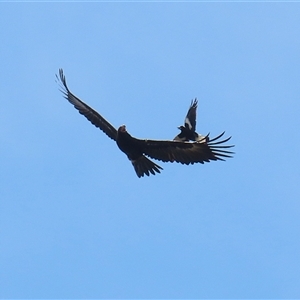 Aquila audax at Hume, ACT - 29 Sep 2024 12:36 PM