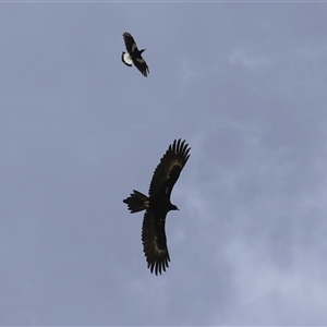 Aquila audax at Hume, ACT - 29 Sep 2024 12:36 PM