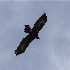 Aquila audax at Hume, ACT - 29 Sep 2024 12:36 PM