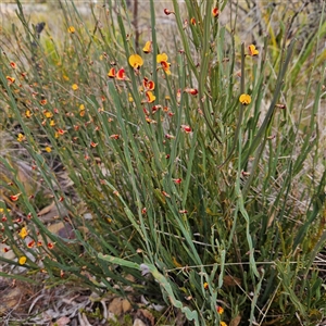 Bossiaea bombayensis at Bombay, NSW - 27 Sep 2024