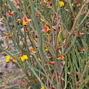 Bossiaea bombayensis at Bombay, NSW - 27 Sep 2024