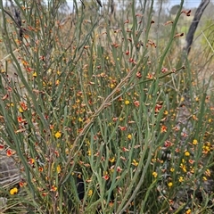 Bossiaea bombayensis at Bombay, NSW - 27 Sep 2024