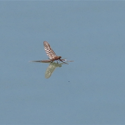 Ephemeroptera (order) (Unidentified Mayfly) at Symonston, ACT - 29 Sep 2024 by RodDeb