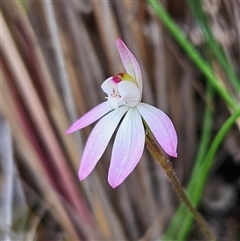 Caladenia carnea at Bombay, NSW - 27 Sep 2024