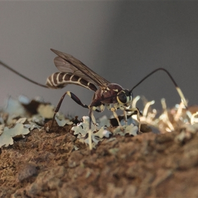 Ichneumonoidea (Superfamily) at  - suppressed by LisaH