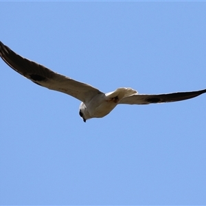 Elanus axillaris at Symonston, ACT - 29 Sep 2024