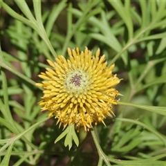 Isopogon anemonifolius (Common Drumsticks) at Moruya, NSW - 29 Sep 2024 by LisaH