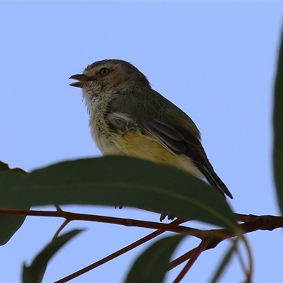 Smicrornis brevirostris (Weebill) at Symonston, ACT - 29 Sep 2024 by RodDeb